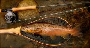 fall_brown_trout