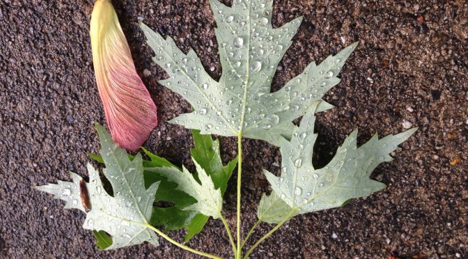 Church of the Morton Arboretum