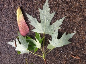 Maple leaf in rain
