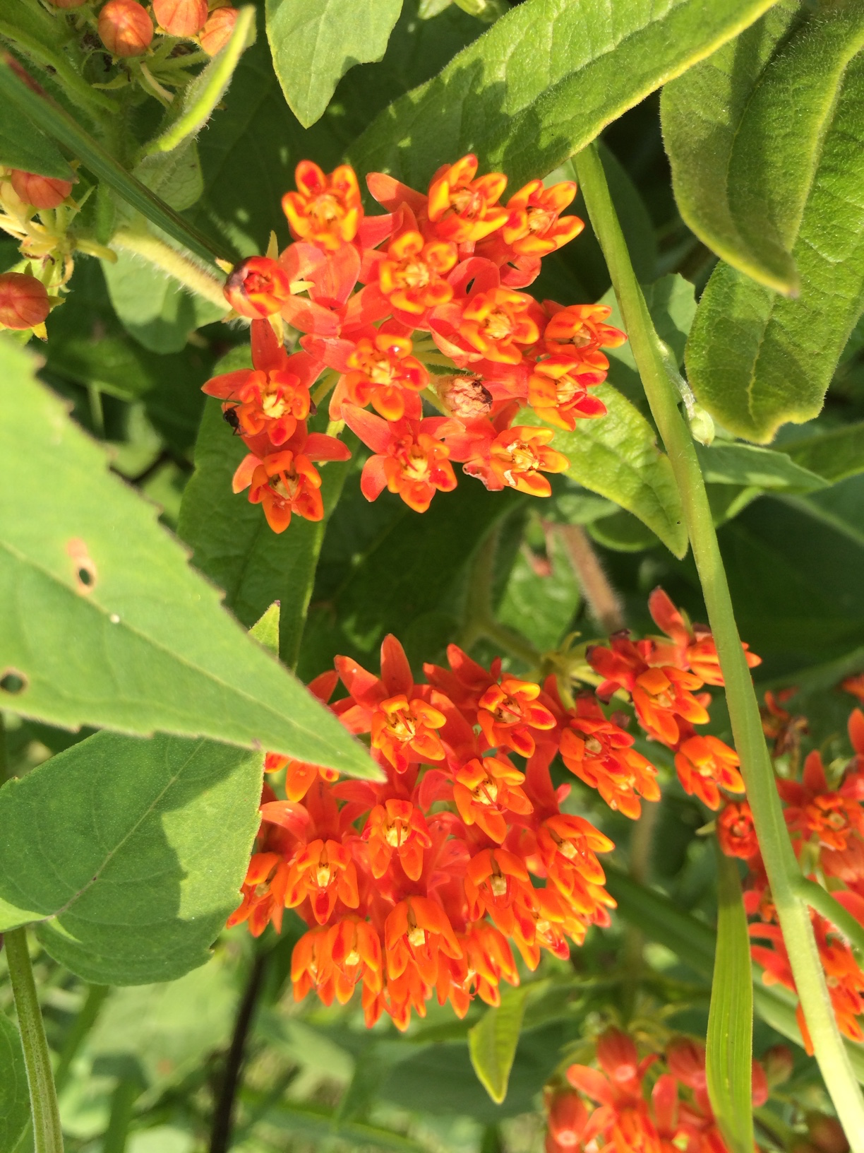 Butterfly weed