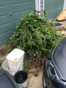 Pile of Weeds