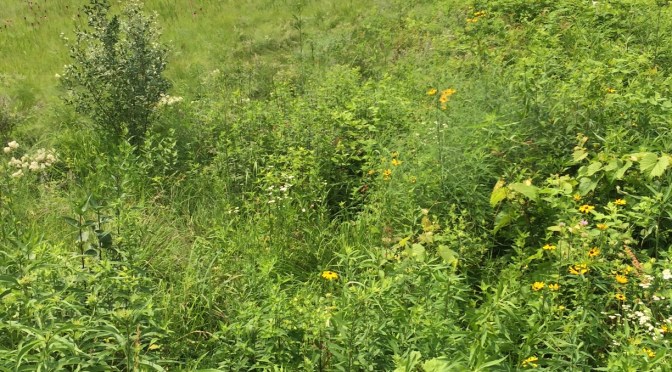 The real meaning of prairie