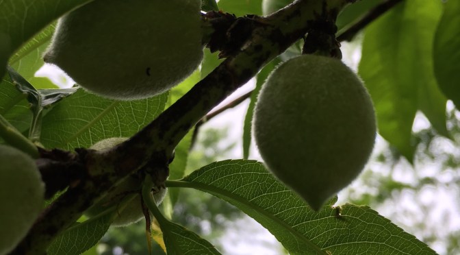 Peach tree possibilities