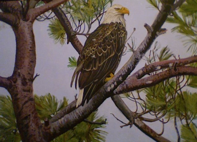 Bald Eagle Painting