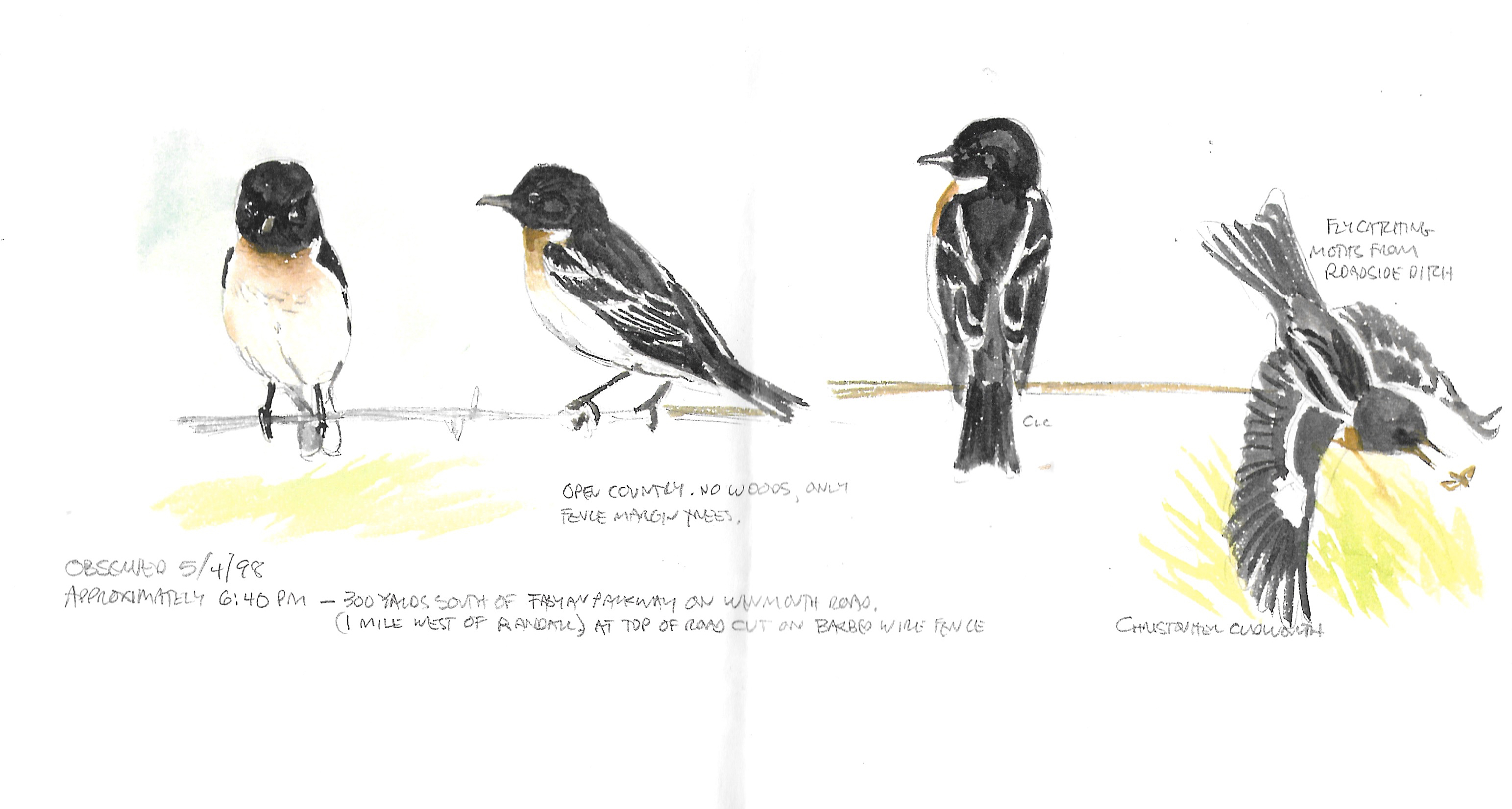 Stonechat Paintings